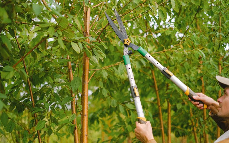 Tree trimming in Hortonville, WI